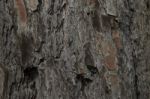 Close Up On Tree Trunk Stock Photo