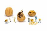 Team Of Miniature Human Figurines Transporting Walnuts Stock Photo