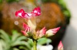  Azalea Flowers Blooming White Color Phu Echea Guard And Sun Stock Photo