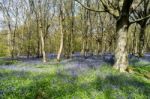 Sussex Bluebells Stock Photo