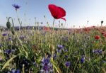 Wild Flowers Stock Photo