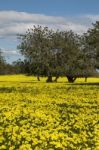 Almond Orchard In A Field Of Yellow Flowers Stock Photo