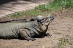 Rhinoceros Iguana (cyclura Cornuta) In The Bioparc Fuengirola Stock Photo