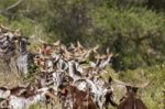 Herd Of Goats In A Pasture Stock Photo