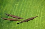 Fuengirola, Andalucia/spain - July 4 : Florida Gar (lepisosteus Stock Photo