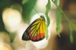 Butterfly Hang On The Leaf Stock Photo