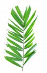 Palm Leaf Isolated On White Background Stock Photo