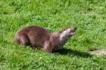 Eurasian Otter (lutra Lutra) In Natural Habitat Stock Photo