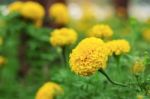 Marigold Of Nature Stock Photo