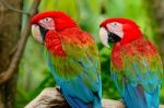 Greenwinged Macaw Stock Photo