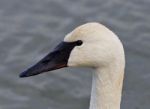 Beautiful Isolated Picture With A Wild Trumpeter Swan Stock Photo