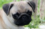 Pug Puppy Stock Photo