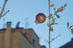 Pomegranate Plant Stock Photo