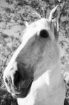 Horse In The Paddock Stock Photo