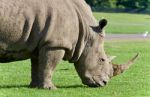 Background With A Rhinoceros Eating The Grass Stock Photo