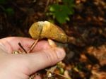 Collection And Preparation Of Autumn Edible Mushrooms  Stock Photo