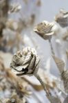 Artistic Flower Display Made Of Paper At The Millennium Centre I Stock Photo