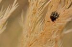 Stink Bug Nymph Stock Photo