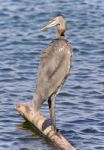 Image Of A Great Blue Heron Watching Somewhere Stock Photo