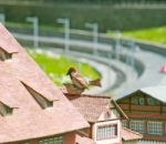 Sparrow Mating Stock Photo