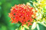 Red Flowers In Garden Stock Photo