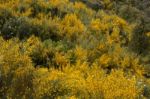 Spring Algarve Flora Stock Photo