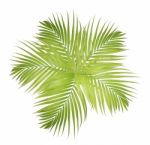 Palm Leaf Isolated On White Background Stock Photo