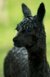 Alpacas In A Field Stock Photo