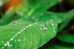 Drops On Leaves With The Freshness Stock Photo