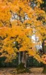 Maple Tree In Japan, Autumn Season Stock Photo