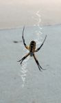 Black & Yellow Garden Spider Stock Photo