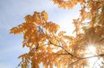 Yellow Leaves And Blue Sky On A Sunny Autumn Day Stock Photo