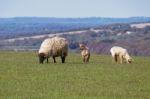 Sheep At Home On The South Downs In Sussex Stock Photo