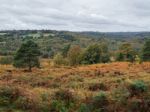 Exmoor Ponies Grazing In The  Ashdown Forest In Autumn Stock Photo