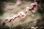 Peach Blossom In Snow Stock Photo