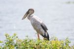 Asian Openbill Standing Stock Photo