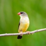 Female Red Avadavat Stock Photo