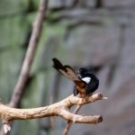 Fuengirola, Andalucia/spain - July 4 : White-rumped Shama (copsy Stock Photo