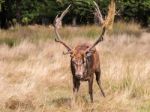 The Deer Of Richmond Park Stock Photo