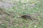 European Hedgehog (erinaceus Europaeus) Stock Photo