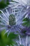 Purple Thistle Plant Stock Photo