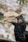 Trumpeter Hornbill Stock Photo