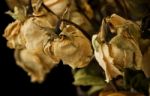 Dried Roses Stock Photo