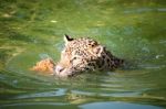 Orange Jaguar Swimming Stock Photo