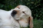 Portrait Of White Labrador Dog In The Garden Stock Photo