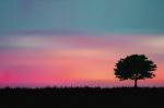 Meadow Landscape Stock Photo