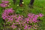 Wild Flowers Beneath A Tree In Tuscany Stock Photo