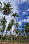 Coconut Garden In Thailand Stock Photo