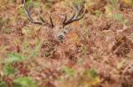 Red Deer Stag Hiding In Bracken Stock Photo