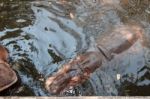 The Hippopotamus In The Pond Stock Photo